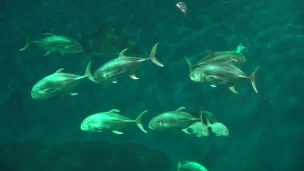 Рибне та морське життя — стокове відео