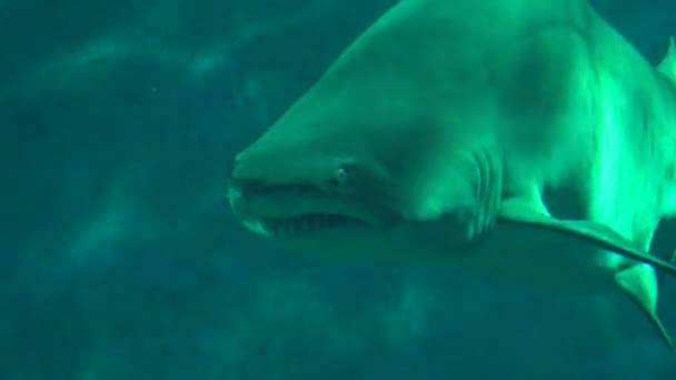 Requin nageant en mer — Video