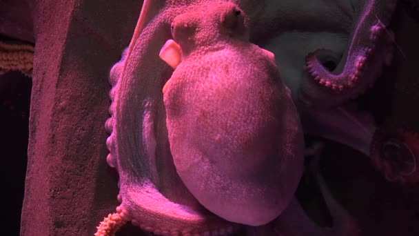 Una vida marina de pulpo — Vídeos de Stock