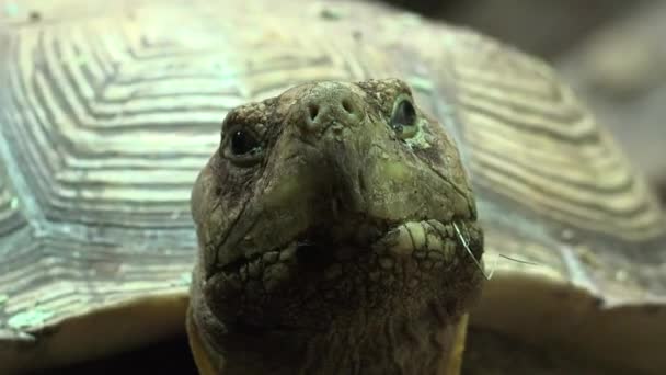 Een schildpad of schildpad — Stockvideo