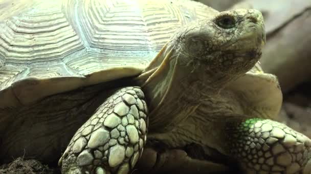 Een schildpad Reptile Wildlife — Stockvideo