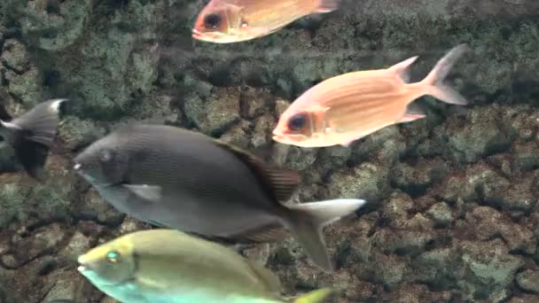 En fisk i akvarium — Stockvideo