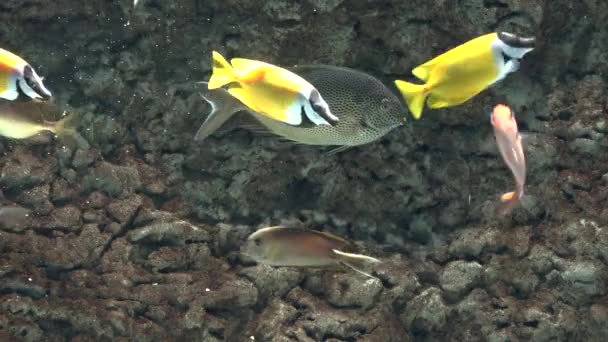Un pesce nel serbatoio di pesce — Video Stock