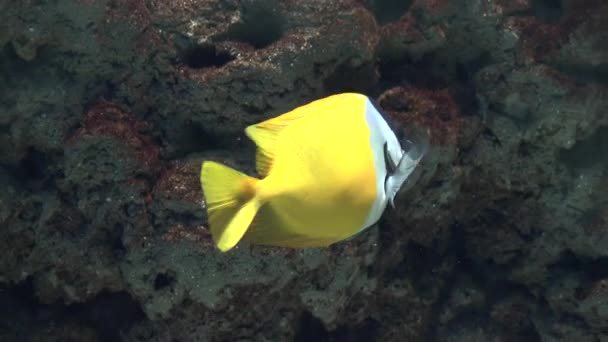 Peces amarillos nadando en pecera — Vídeos de Stock