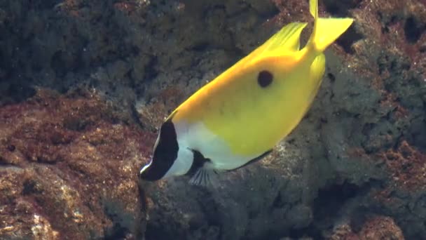 Un pesce giallo che nuota — Video Stock