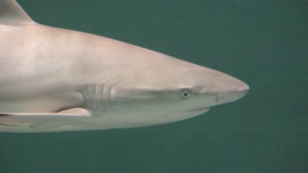 Uno squalo che nuota sott'acqua — Video Stock