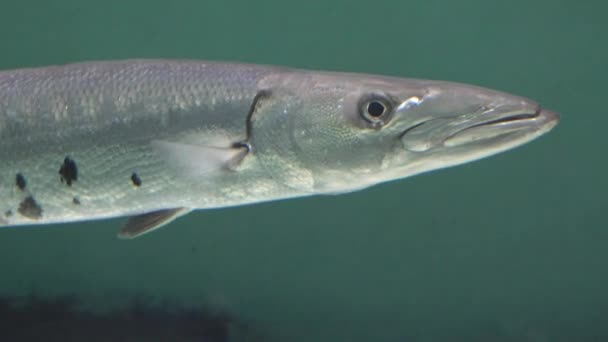 Csúnya halak úszás víz alatt — Stock videók