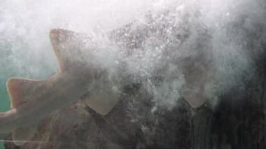 Köpek Balığı Baloncuklarda Yüzüyor