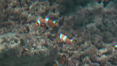 Balık Tankında Palyaço Balığı