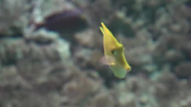 Yellow Fish Swimming In Water — Stock Video