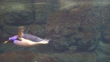 Bir Penguen Su Altında Yüzüyor