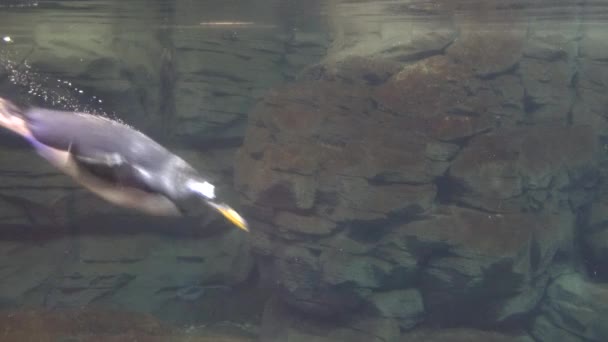 Pingüino nadando bajo el agua — Vídeos de Stock