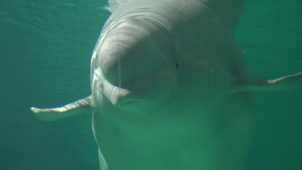 Beluga-Wal schwimmt unter Wasser — Stockvideo