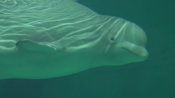 Een Beluga Whale Undersea — Stockvideo