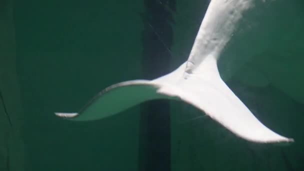 Schwanz des Beluga-Wals — Stockvideo