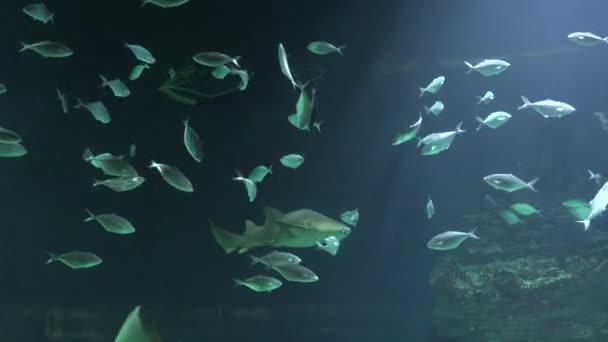 Poissons Natation Vie marine — Video