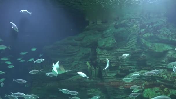 海底洞窟魚とマンタレイ — ストック動画