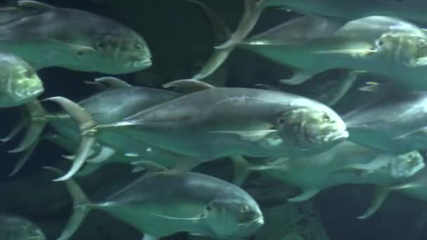 Ošklivá ryba plavající — Stock video