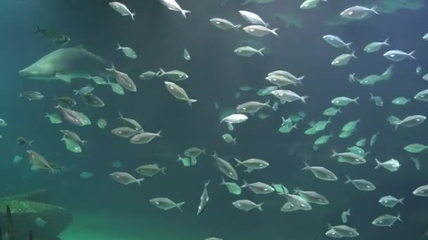 Poissons et requins nageant sous l'eau — Video