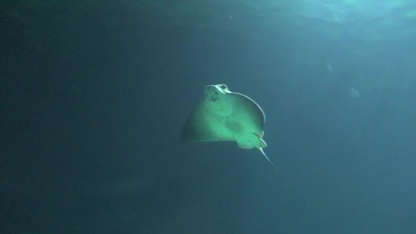Kehidupan Laut Manta Ray — Stok Video