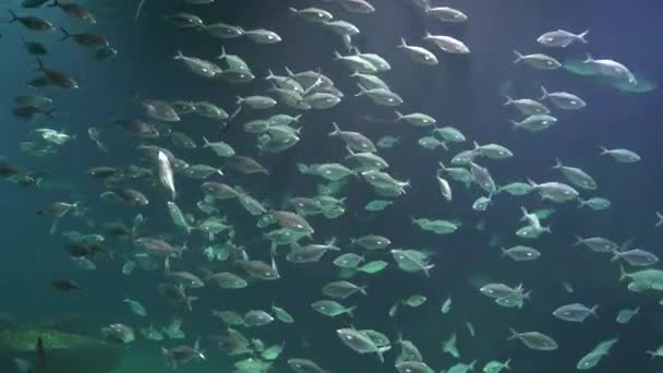 Un poisson nageant sous-marin — Video