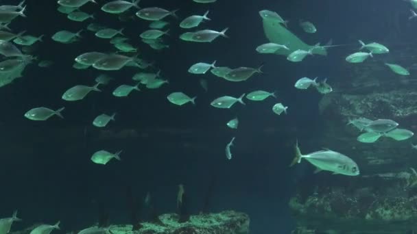 Poisson dans la grotte sous-marine — Video