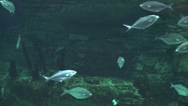 Peces en la gruta submarina — Vídeo de stock