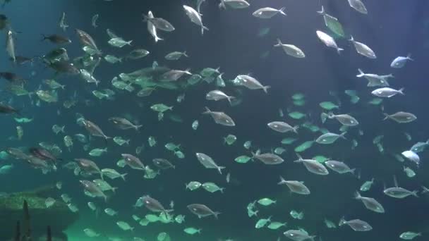 Poissons nageant dans l'aquarium — Video