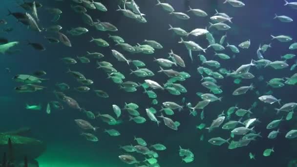 Poisson nageant dans un aquarium — Video