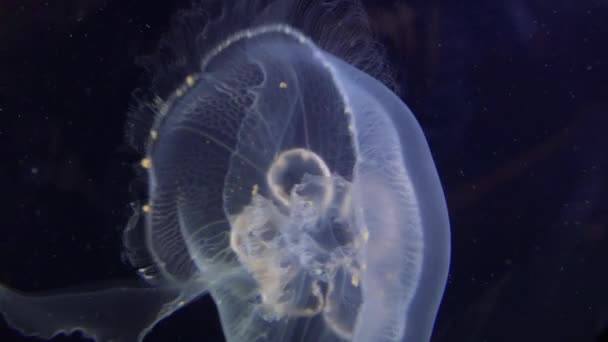 Meduse galleggianti in acqua — Video Stock