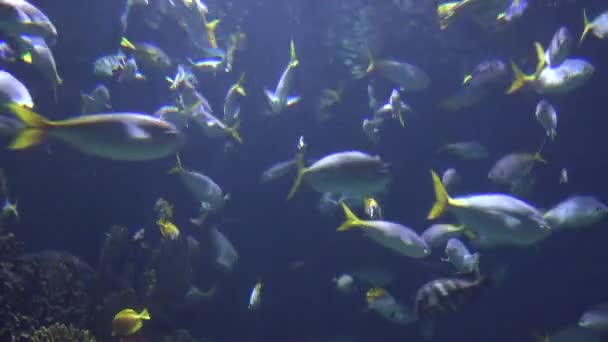 Poissons tropicaux sous l'eau — Video