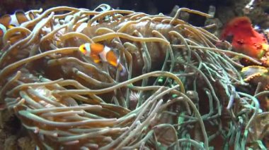 Deniz Anemone ve Balık