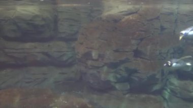 Suyun Altında Yüzen Penguenler