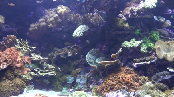 Fisk i korallrev — Stockvideo