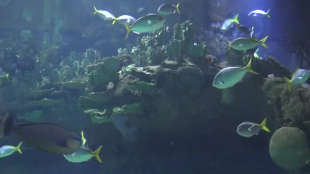 Tropical Fish Coral Reef — Stock Video