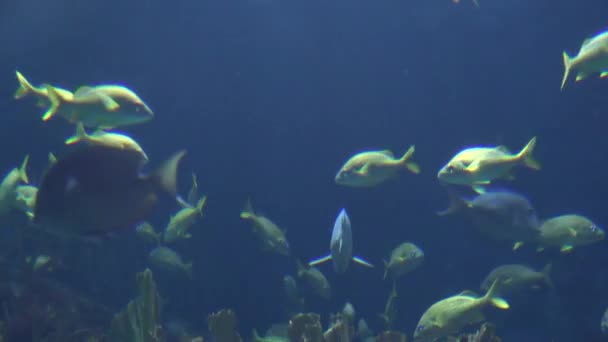Ψάρια που κολυμπούν — Αρχείο Βίντεο