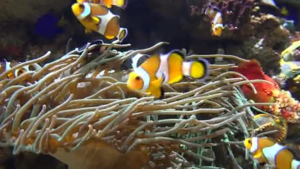 Clown fisk och havsanemon — Stockvideo