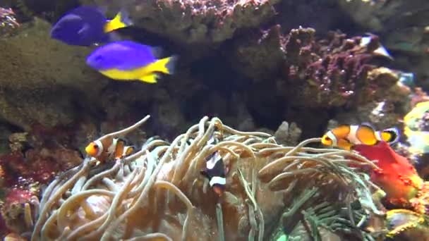 Havsanemon och vild fisk — Stockvideo
