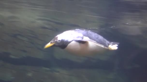 Pinguin-Wildtiere schwimmen unter Wasser — Stockvideo