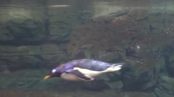 Un pingüino nadando bajo el mar — Vídeos de Stock
