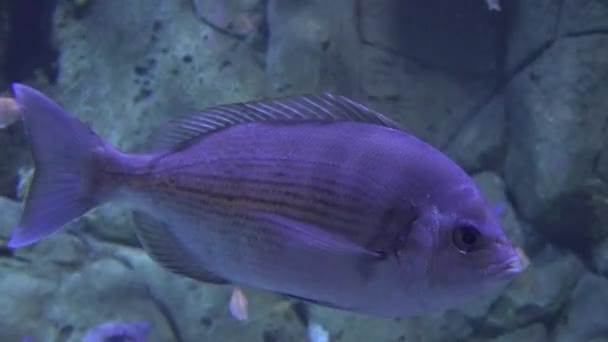 Een Purple Fish Floating — Stockvideo