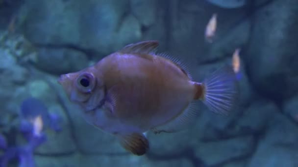 Un pez feo flotando — Vídeos de Stock