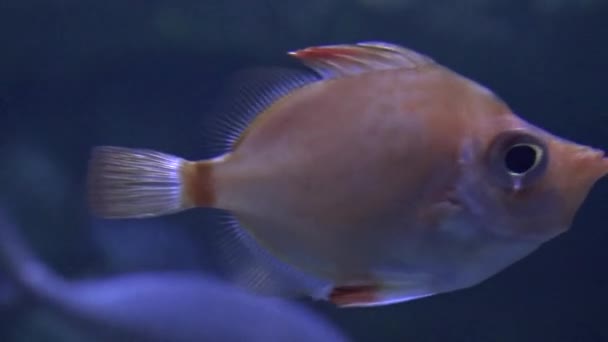 An Ugly Fish Swimming — Stock Video