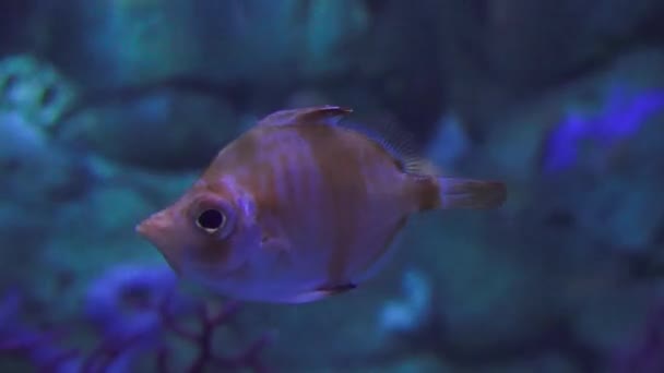 Marine Life Fish Floating — Stock Video