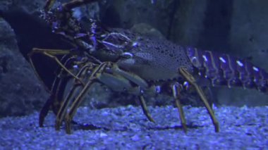 Denizaltı Çirkin Deniz Hayatı