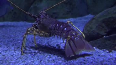 Deniz Yaşamı Deniz Altında Sürükleniyor