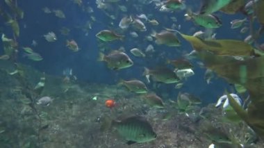 Akvaryumda Balık Yüzüyor