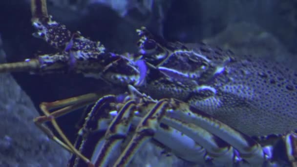 Egy csúnya rákféle a tenger alatt. — Stock videók