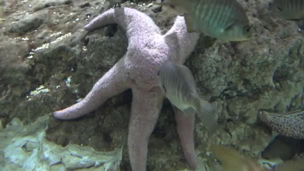 Starfish e vida marinha — Vídeo de Stock