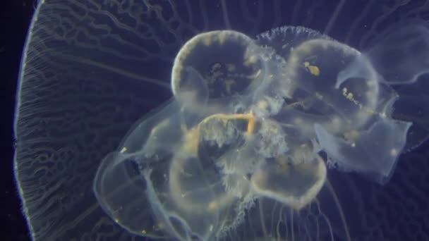 A Jellyfish Floating Undersea — Stock Video